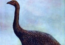 Extinct Moa’s Refugia Proceed to Wait on as Sanctuaries for Current Zealand’s Remaining Flightless Birds