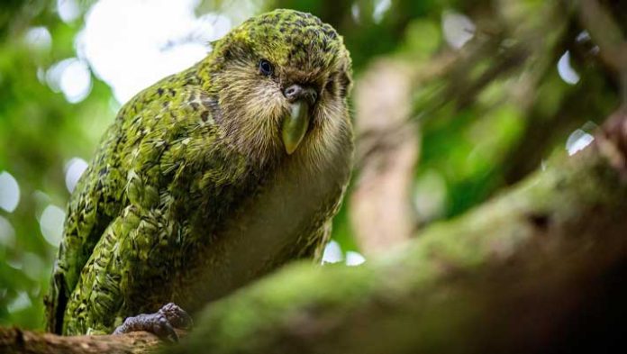 Kakapo Parrot is Factual Former Species of Fresh Zealand, Paleontologists Narrate