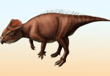 Recent Ceratopsian Dinosaur Species Unveiled