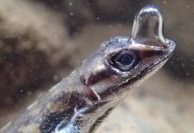 Semi-Aquatic Anole Lizards Use Particular Bubble Over Their Nostrils to Breathe Underwater: Look