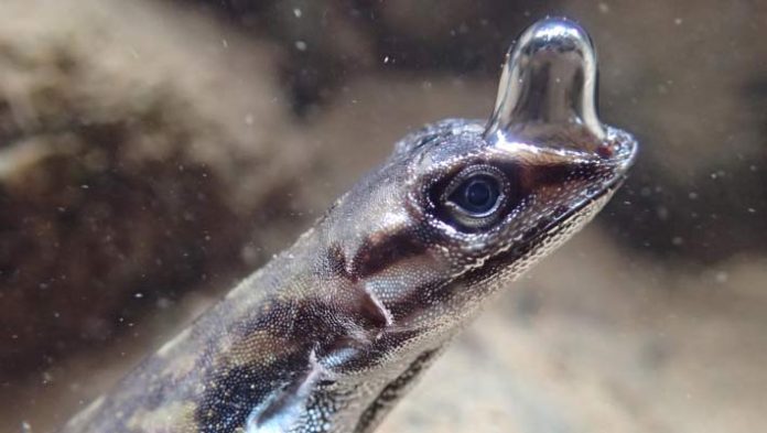 Semi-Aquatic Anole Lizards Use Particular Bubble Over Their Nostrils to Breathe Underwater: Look