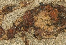 Beautifully Preserved Comma Runt Fossil Demonstrate in Japan