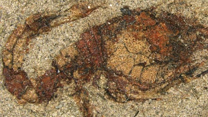 Beautifully Preserved Comma Runt Fossil Demonstrate in Japan