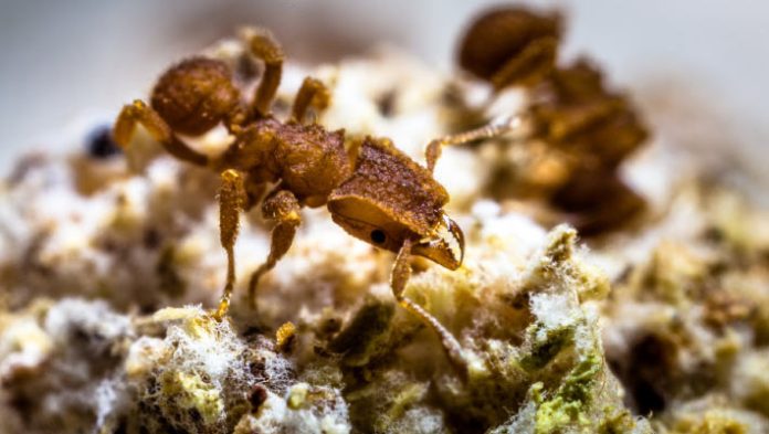 Dinosaur-Killing Asteroid Affect Turned Ants into Fungus Farmers, Watch Says