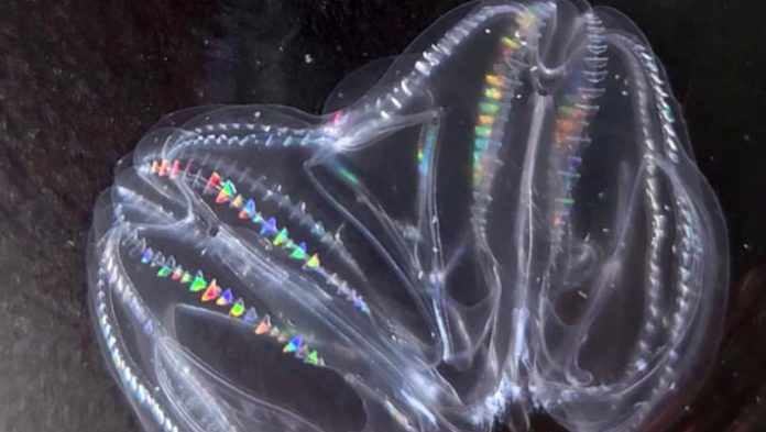 Two Injured Comb Jellies Can Fuse into Single Entity, Scientists Look