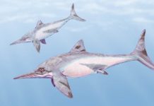 Original Species of Ichthyosaur Acknowledged from Colombian Fossils