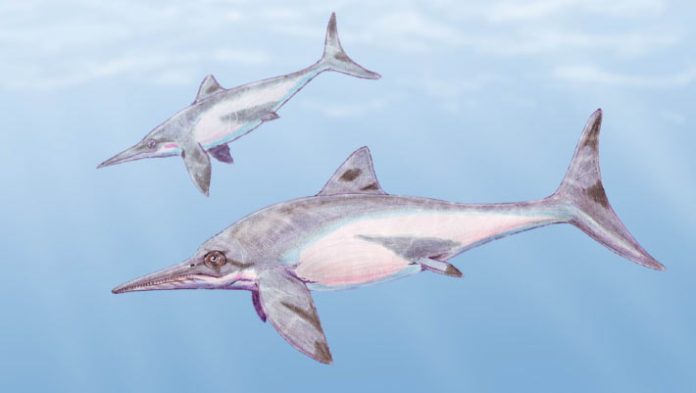 Original Species of Ichthyosaur Acknowledged from Colombian Fossils