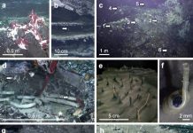 Researchers Secret agent Animal Existence in Subseafloor Crust at Deep-Sea Hydrothermal Vents