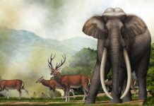 Scientists Win Proof for Hominin Exploitation of Extinct Straight-Tusked Elephants in India