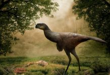 New Oviraptorosaur Species Stumbled on in China