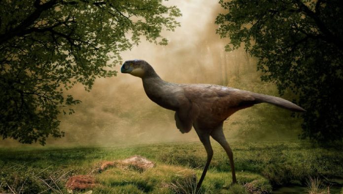 New Oviraptorosaur Species Stumbled on in China