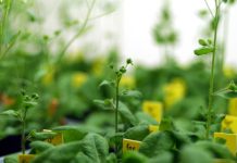 Scientists Study Interior Workings of DNA Methylation in Vegetation