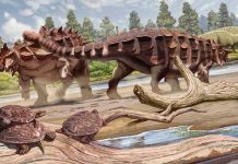 Paleontologists Be conscious New Species of Ankylosaurid Dinosaur