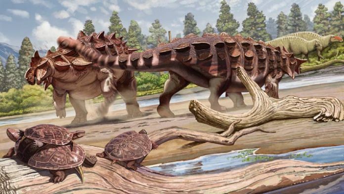 Paleontologists Be conscious New Species of Ankylosaurid Dinosaur