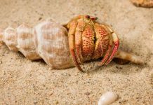 Unique Species of Hermit Crab Chanced on in Australia