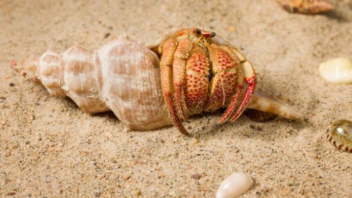 Unique Species of Hermit Crab Chanced on in Australia