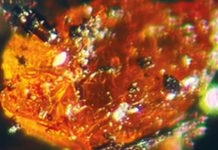 Amber Display in Antarctica for the First Time