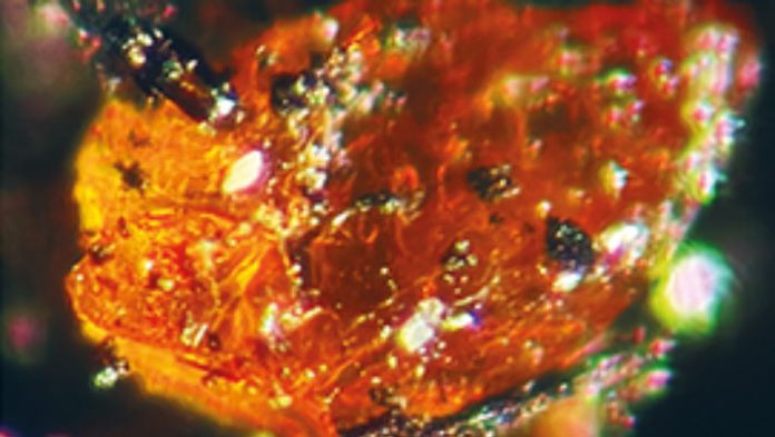 Amber Display in Antarctica for the First Time