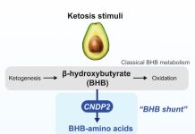 Metabolic Compound Chanced on to Regulate Ride for food and Physique Weight