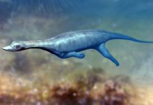 Unique Species of Triassic Marine Reptile Found