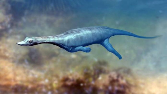 Unique Species of Triassic Marine Reptile Found