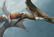 Jurassic Pterosaur Had Unusually Quick, but Stiff and Pointed Tail