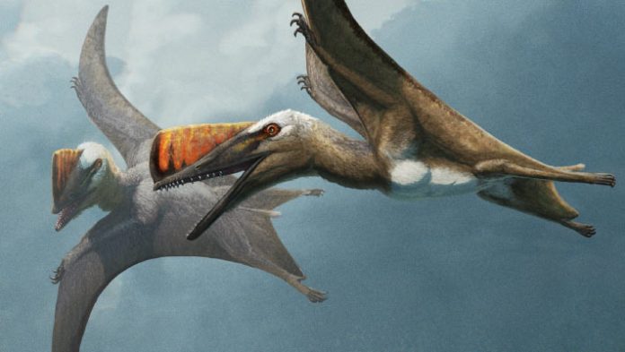 Jurassic Pterosaur Had Unusually Quick, but Stiff and Pointed Tail