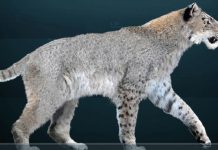 36,000-Year-Extinct Scimitar-Toothed Cat Cub Fresh in Yakutian Permafrost