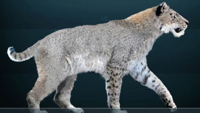 36,000-Year-Extinct Scimitar-Toothed Cat Cub Fresh in Yakutian Permafrost