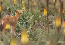 Ethiopian Wolves Change into First Huge Carnivore Documented Feeding on Nectar