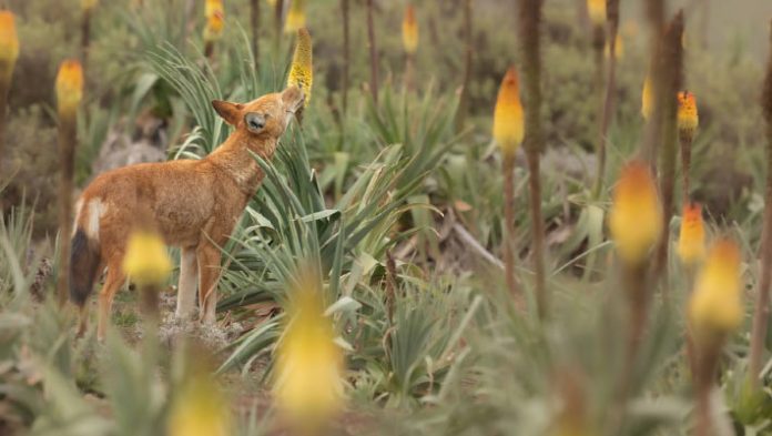 Ethiopian Wolves Change into First Huge Carnivore Documented Feeding on Nectar