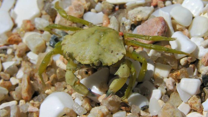 Create Crustaceans Feel Be troubled? Explore Demonstrates Existence of Nociceptive Responses in Shore Crabs