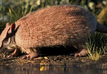 Contemporary Species of Fossil Armadillo Found in Brazil