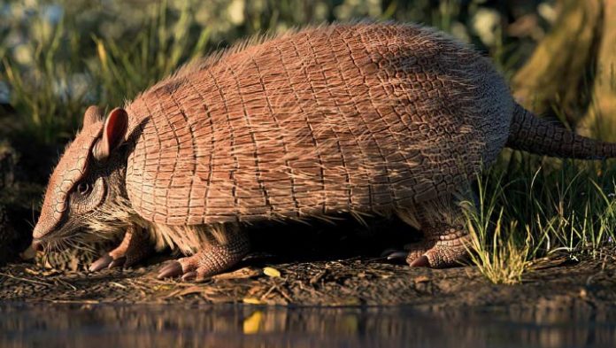 Contemporary Species of Fossil Armadillo Found in Brazil