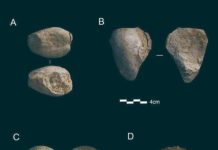 Neanderthals Had been First Collectors of Fossils, New Study Suggests